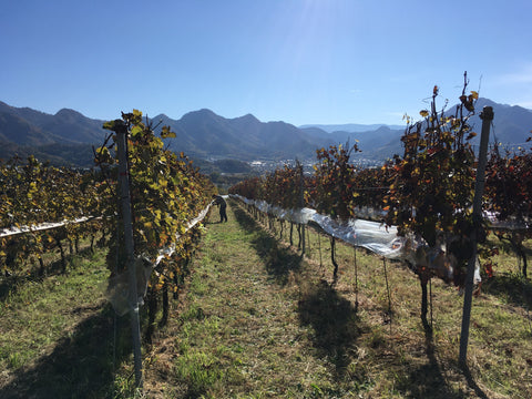 セイル・ザ・シップ・ヴィンヤード|Sail the Ship Vineyard