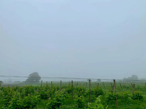 DUE PUNTI（デュエ・プンティ）