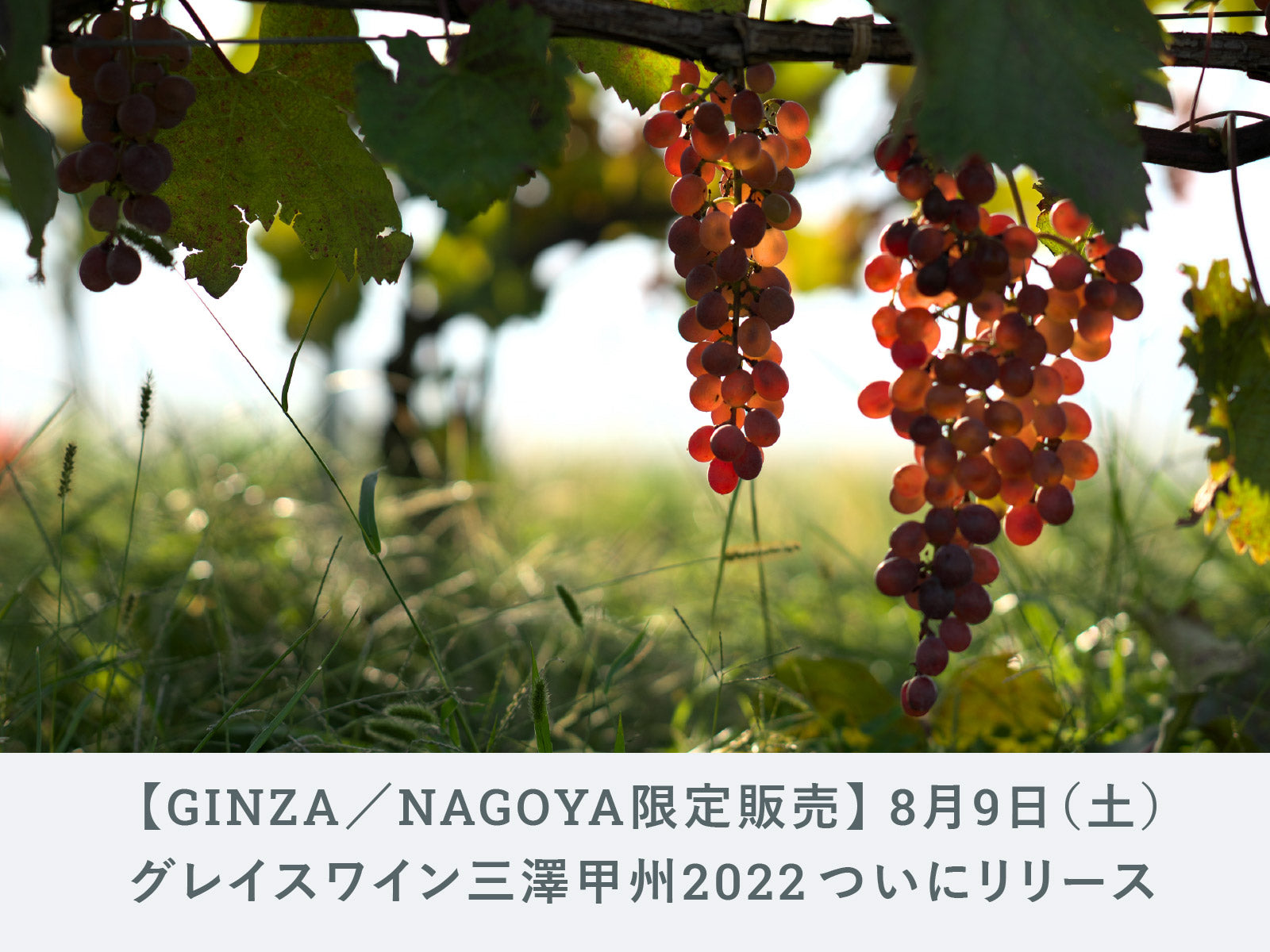 GINZA／NAGOYA限定販売】8月9日（土）「グレイスワイン三澤甲州 2022