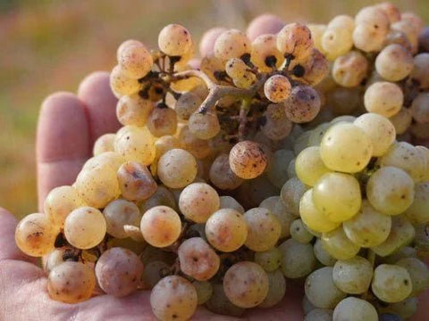 蔵王ウッディファーム＆ワイナリー